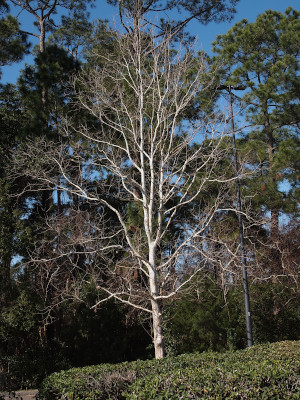 [The bark on this tree is bright white and there are no leaves on the tree at all. The white bark contrasts with the green pine trees behind it.]